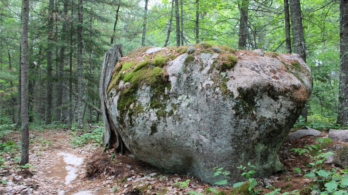 A large rock (glacial erratic) is next to a trail will a dead tree curving around the rock.