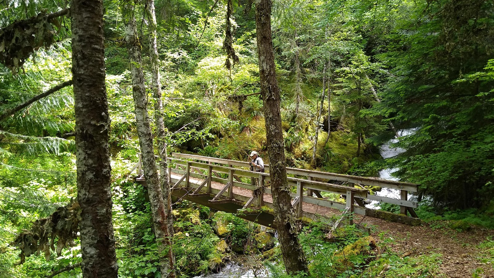A hiker stands on a footbridge over a creek in a thick, green forest.
