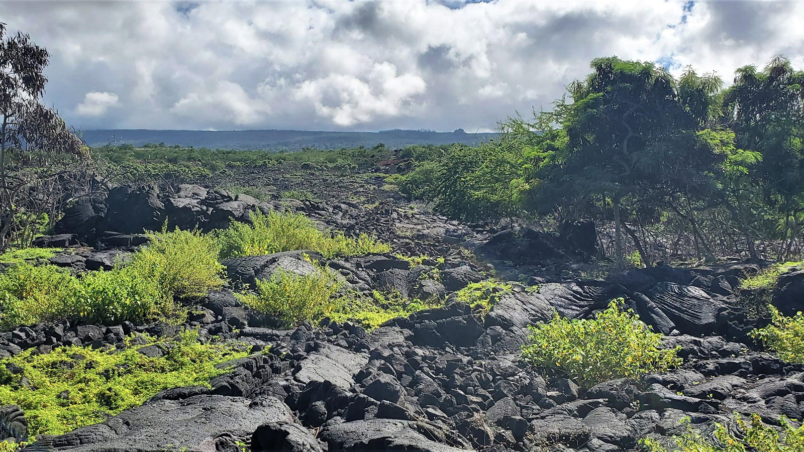 A break in the vegetation and stone rubble is all that remains of this hōlua running upslope.