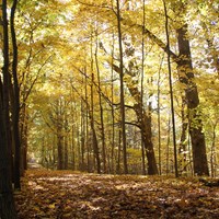 Trees with brightly colored leaves line the trail at Chellberg Farm.