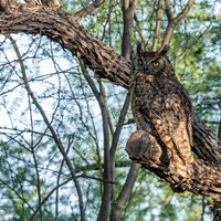 A great horned owl sits in a tree at Cottonwood Campground.