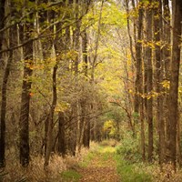 A leaf-covered path leads straight through shrubs and thick forest on a late fall day.