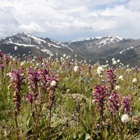 Wildflowers bloom in an alpine meadow with mountains in the distance.