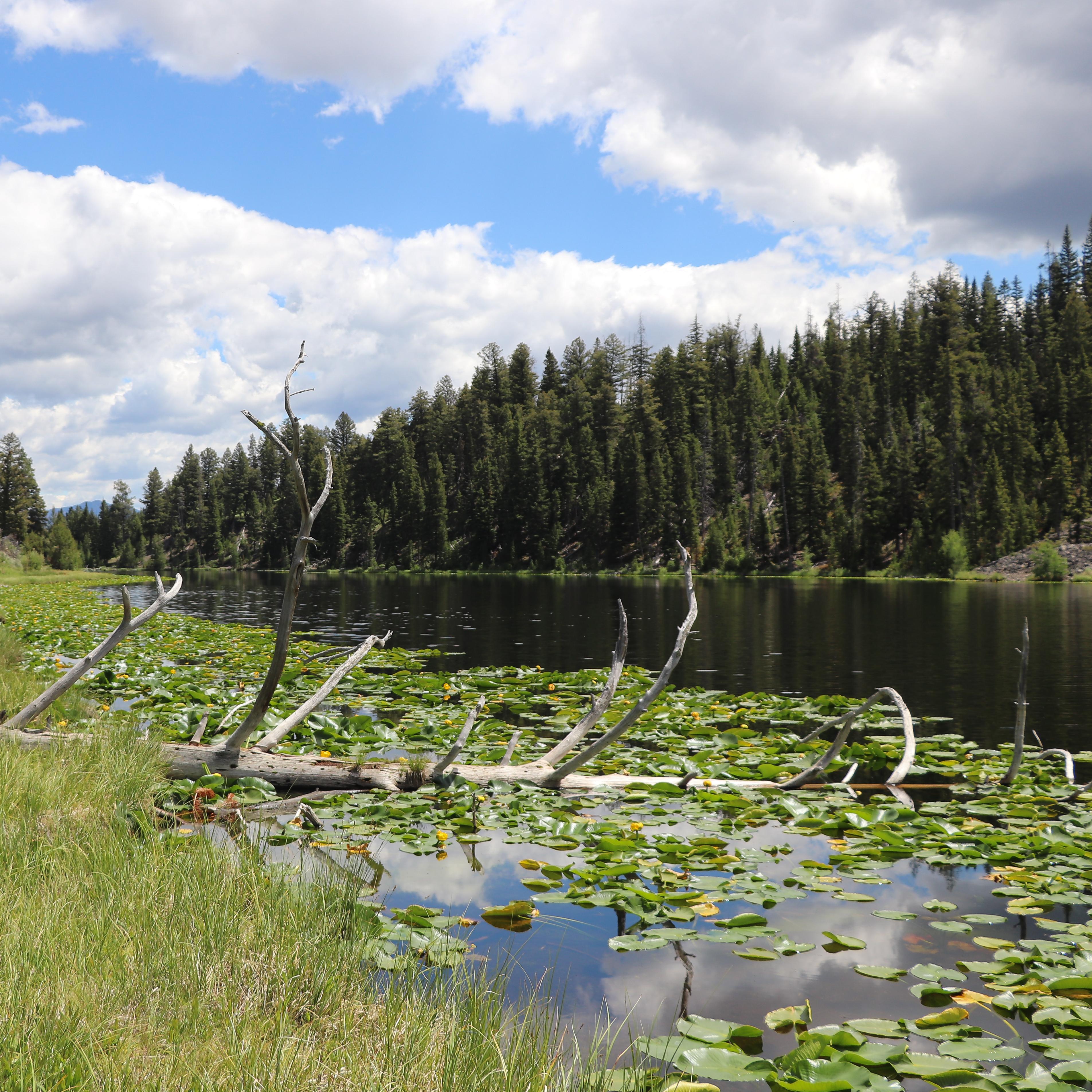 A small lake coverd in lily pads surrounded by a forest.