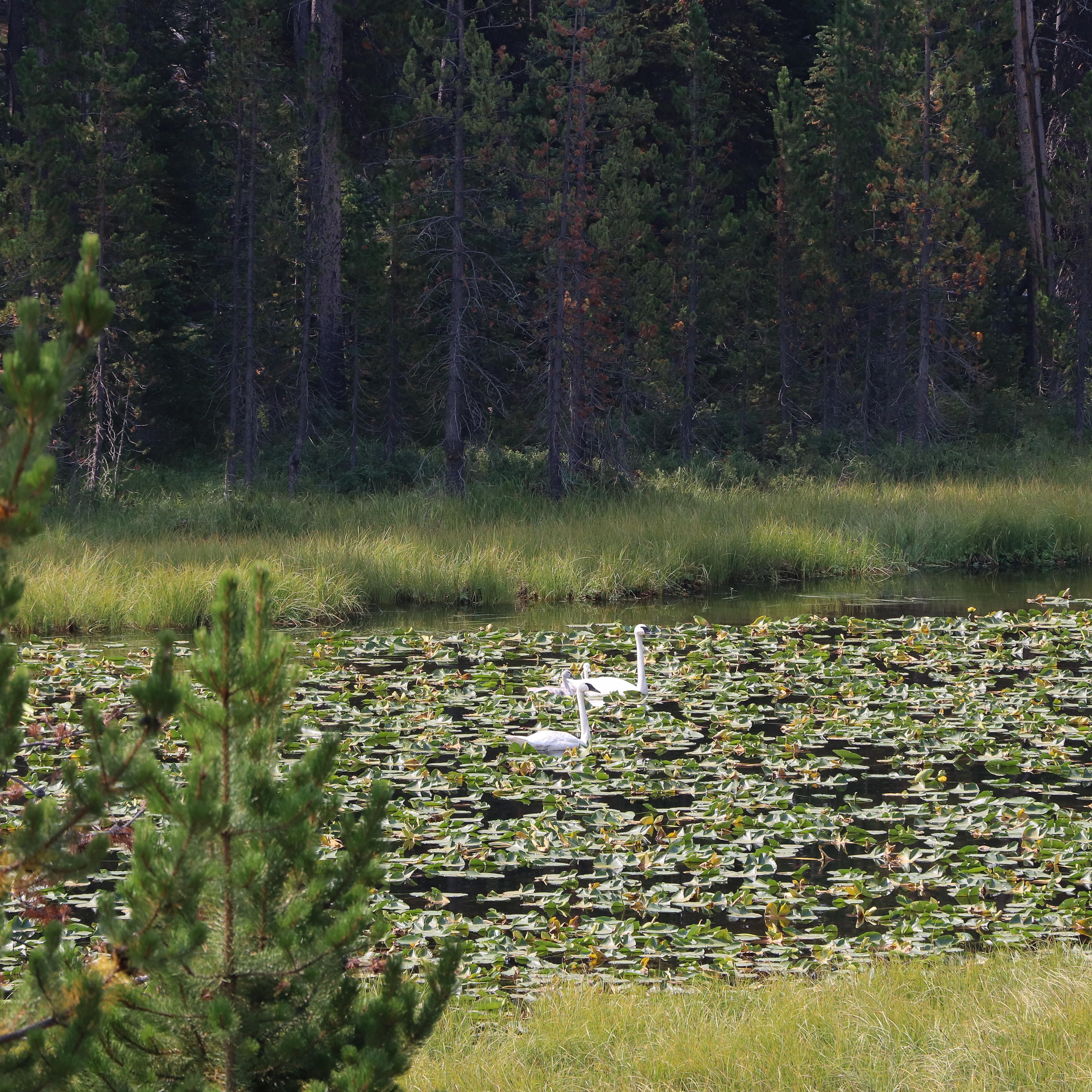 Two trumpeter swans float on a body of water covered in lily pads.