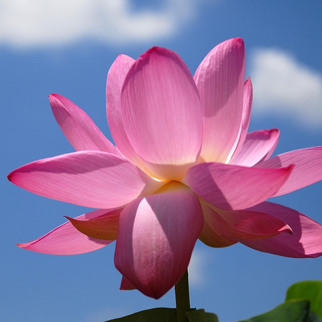 Lotus flower at Kenilworth Park & Aquatic Gardens.