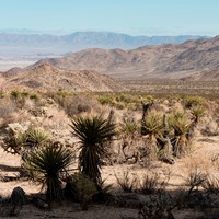 A valley filled with Mojave yuccas and desert vegetation with mountains in the backbround.