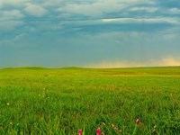 An expansive tallgrass prairie with summer flowers, under a stormy sky.