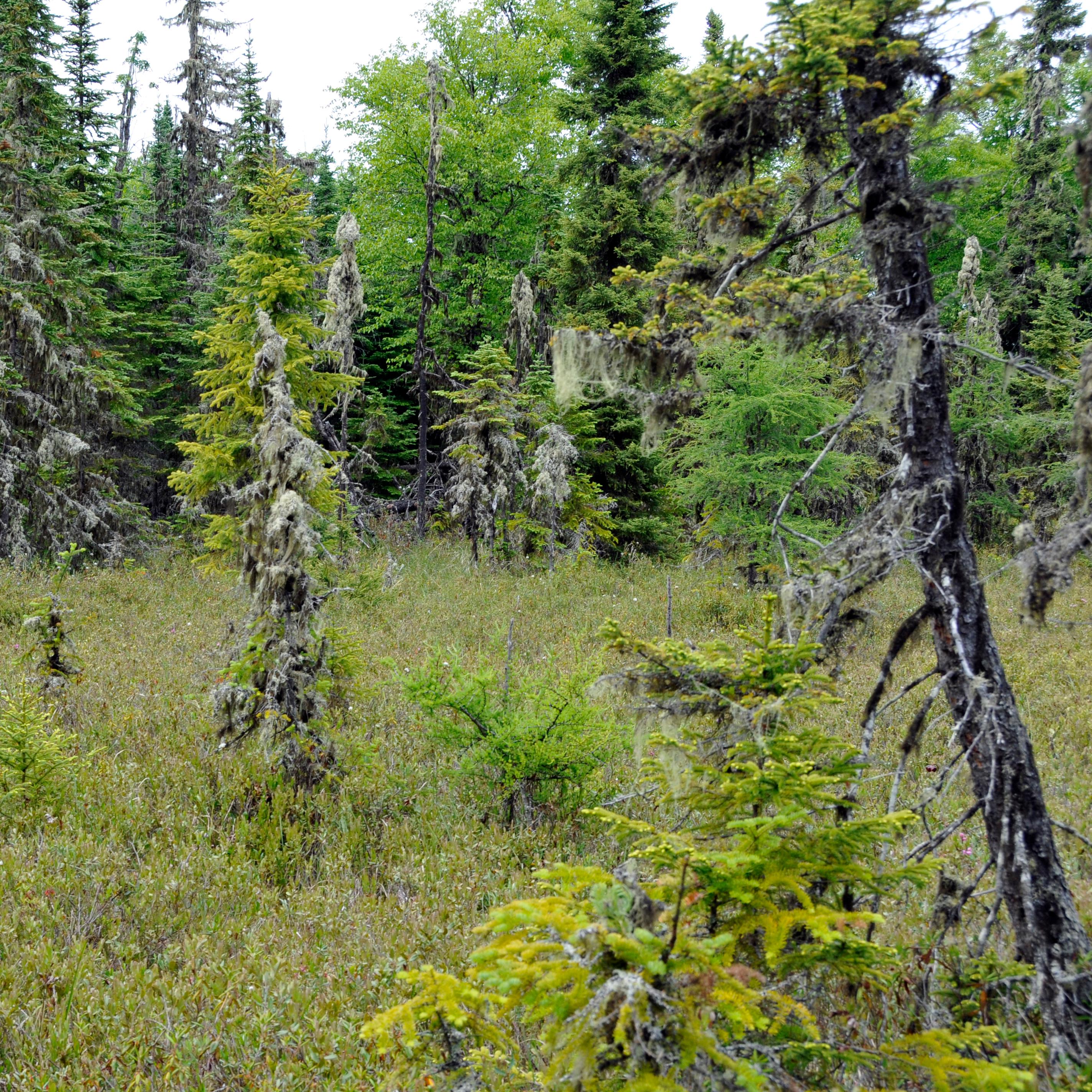 A bog surrounded by conifers on Raspberry Island. 