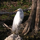 Great Egret