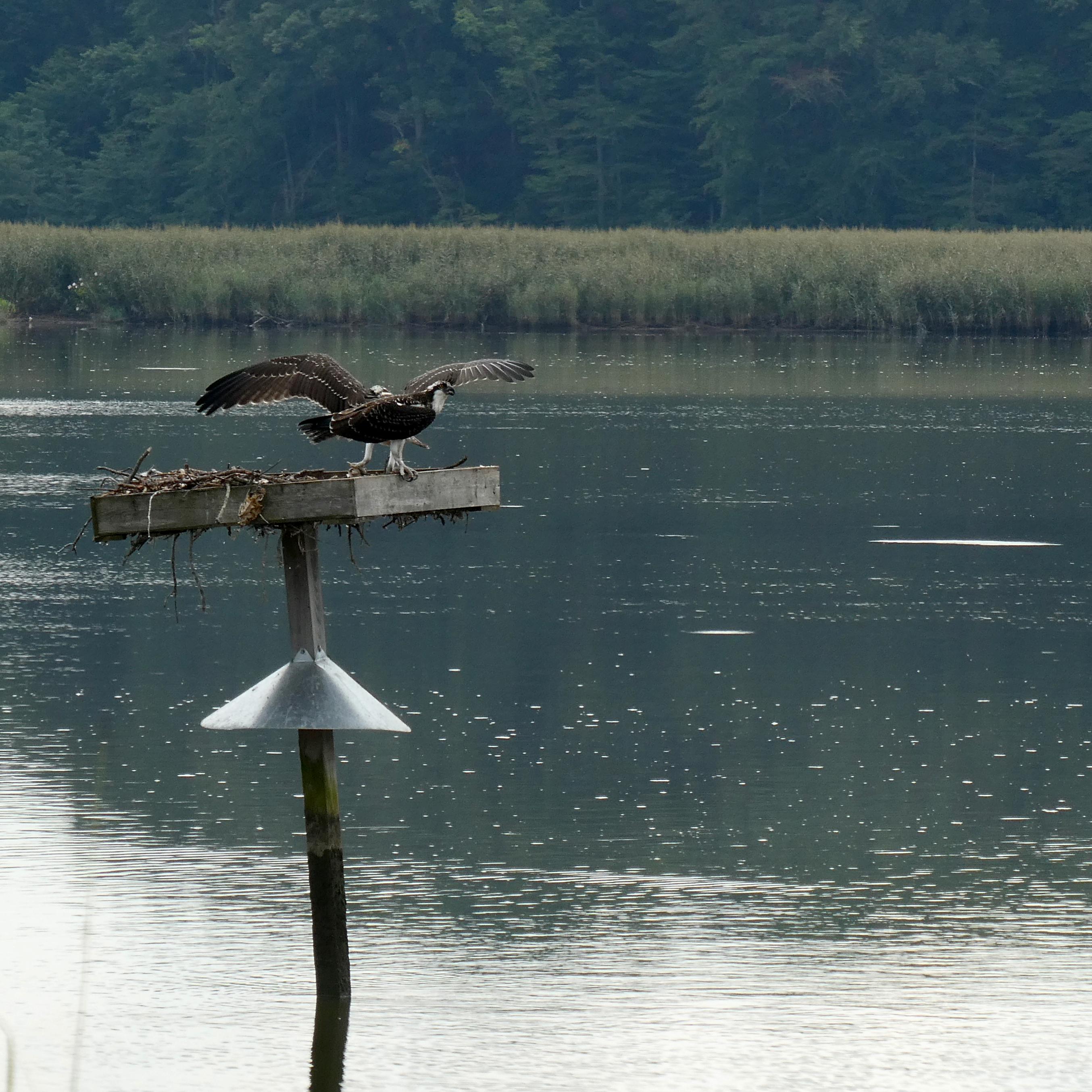 An osprey on a nesting platform above a marsh. 