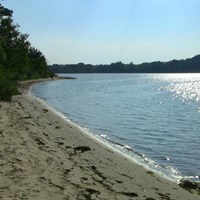 view of trees along a sandy shoreline