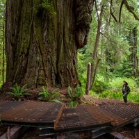 A ranger stands on a metal boardwalk next to redwood trees.