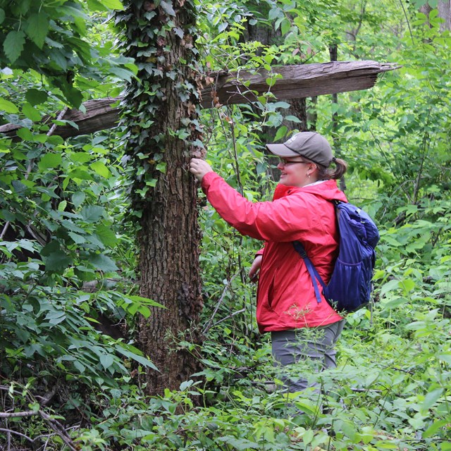 A young student in a bright pink jacket cleans English ivy off a tree