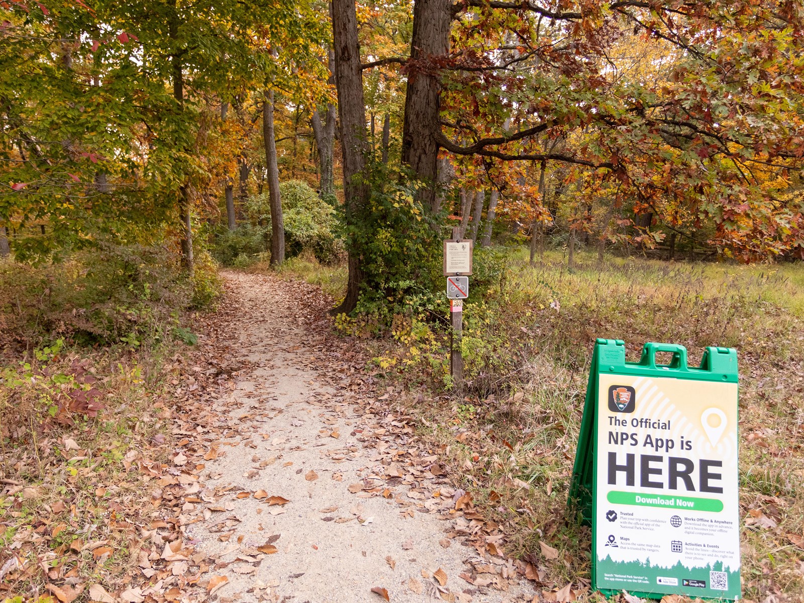 A dirt trail leading in to a forest. 
