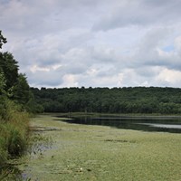 View of pond with lush green trees along shore, aquatic plants blanketing clear water near shore.