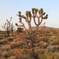 Joshua trees