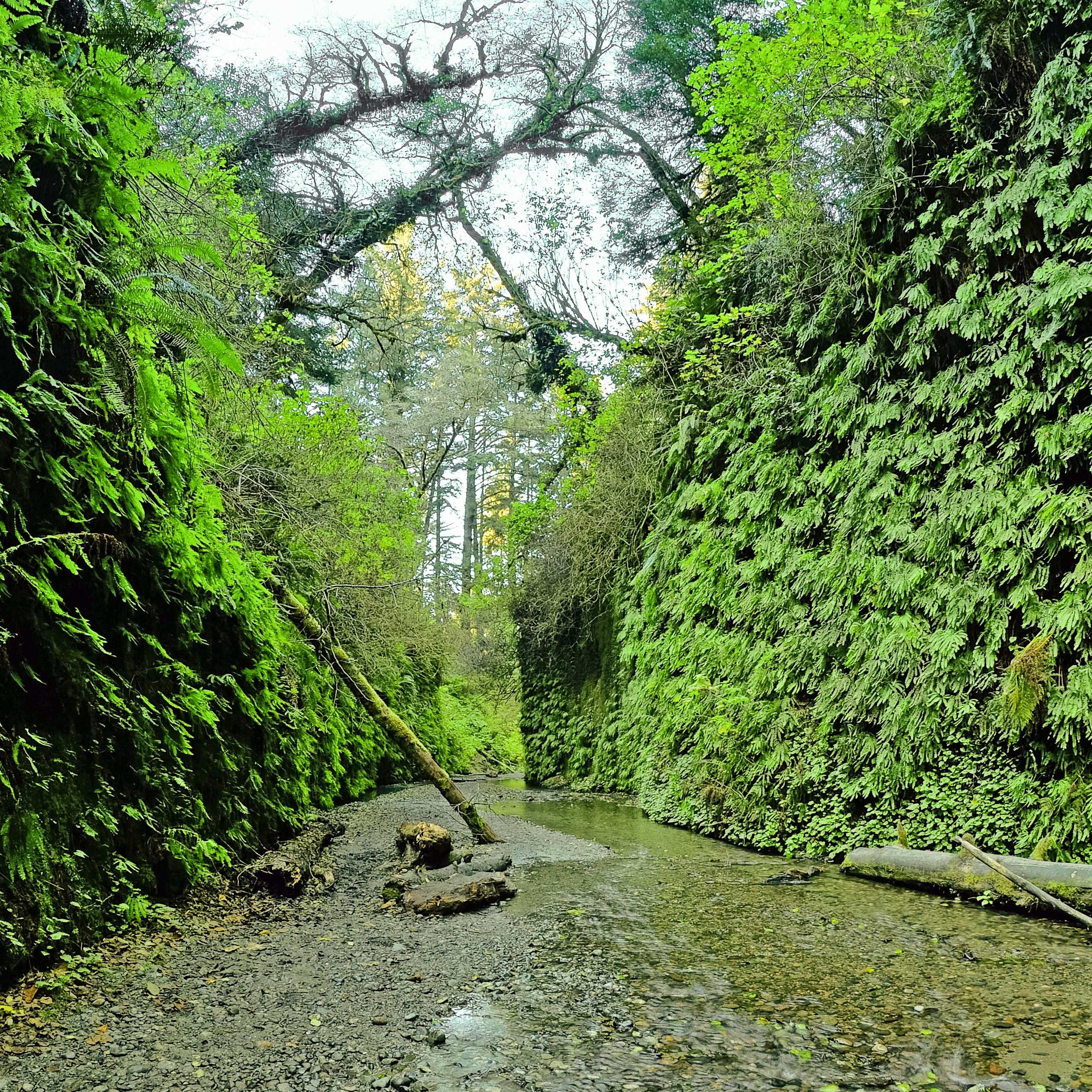 A cobbled stream cuts into fern covered walls.