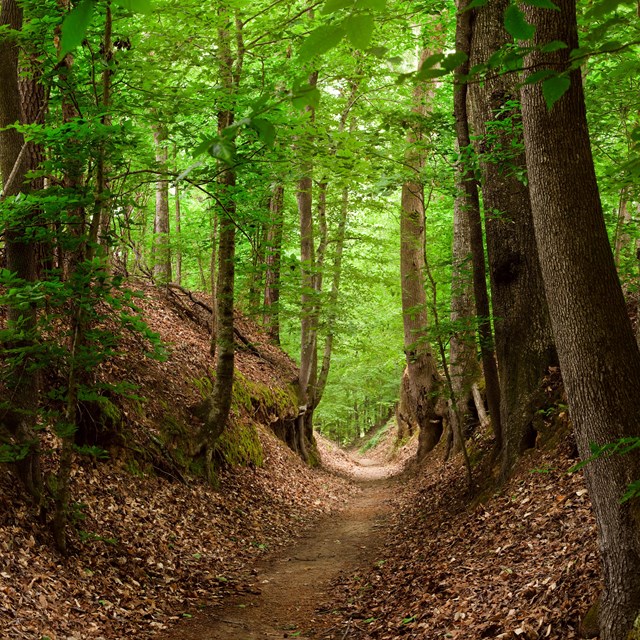 A sunken trail surrounded by woodland