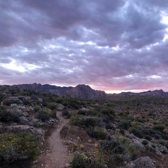 A trail stretches through a shrubby desert, under a pink sunset-sky.