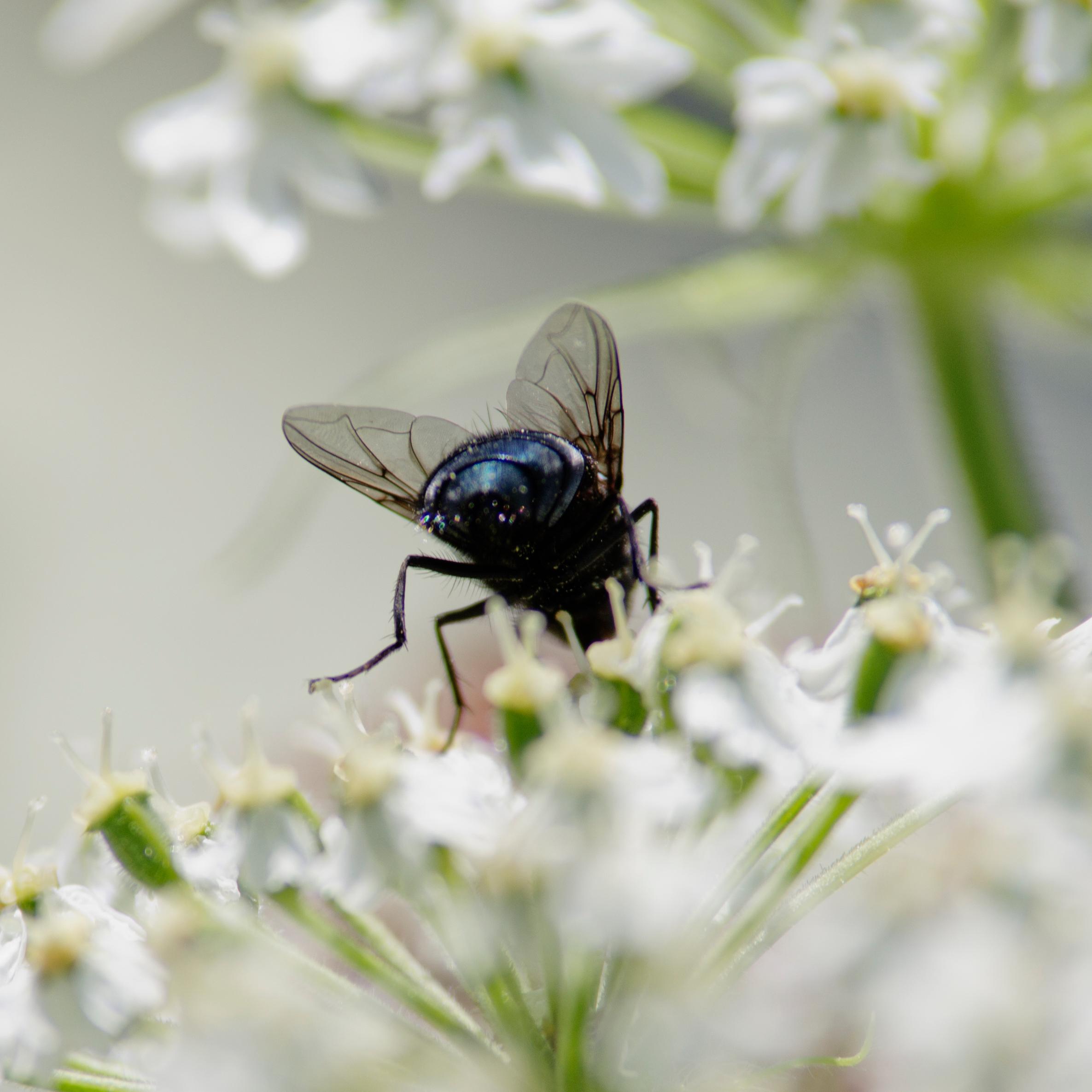 An insect abdomen, wings, and hind legs sticking out of small white flowers