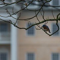 A blue bird sits on a branch with the Hampton mansion in the background.