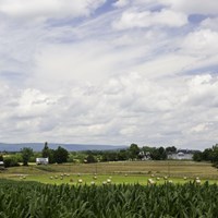Tall green corn and round hay bales sprawl across historic plantation fields.