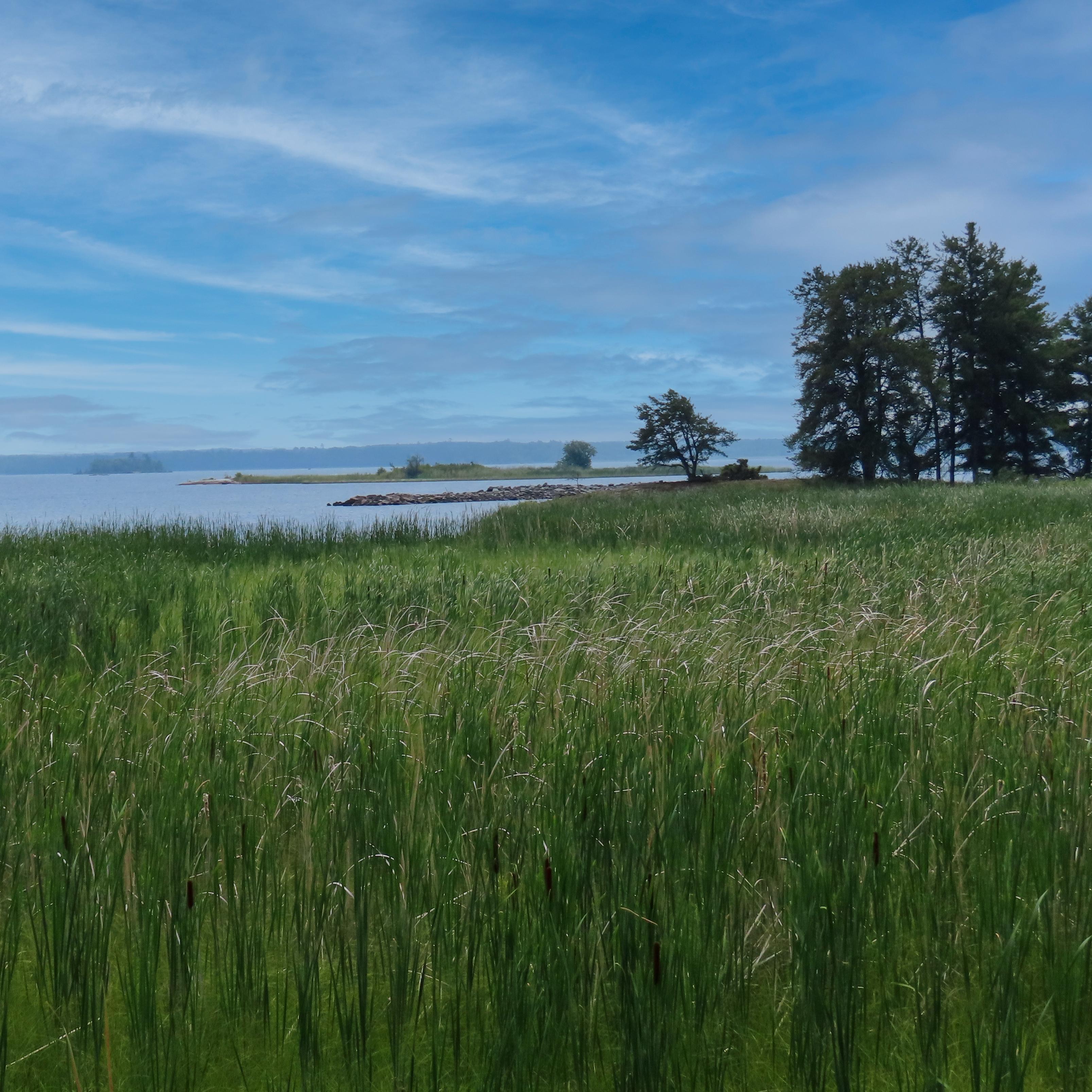 Green cattails in foreground with lake and trees in background and blue sky with white clouds. 