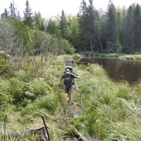 A person with a backpack hikes along a beaver dam near a beaver pond surrounded by forest.