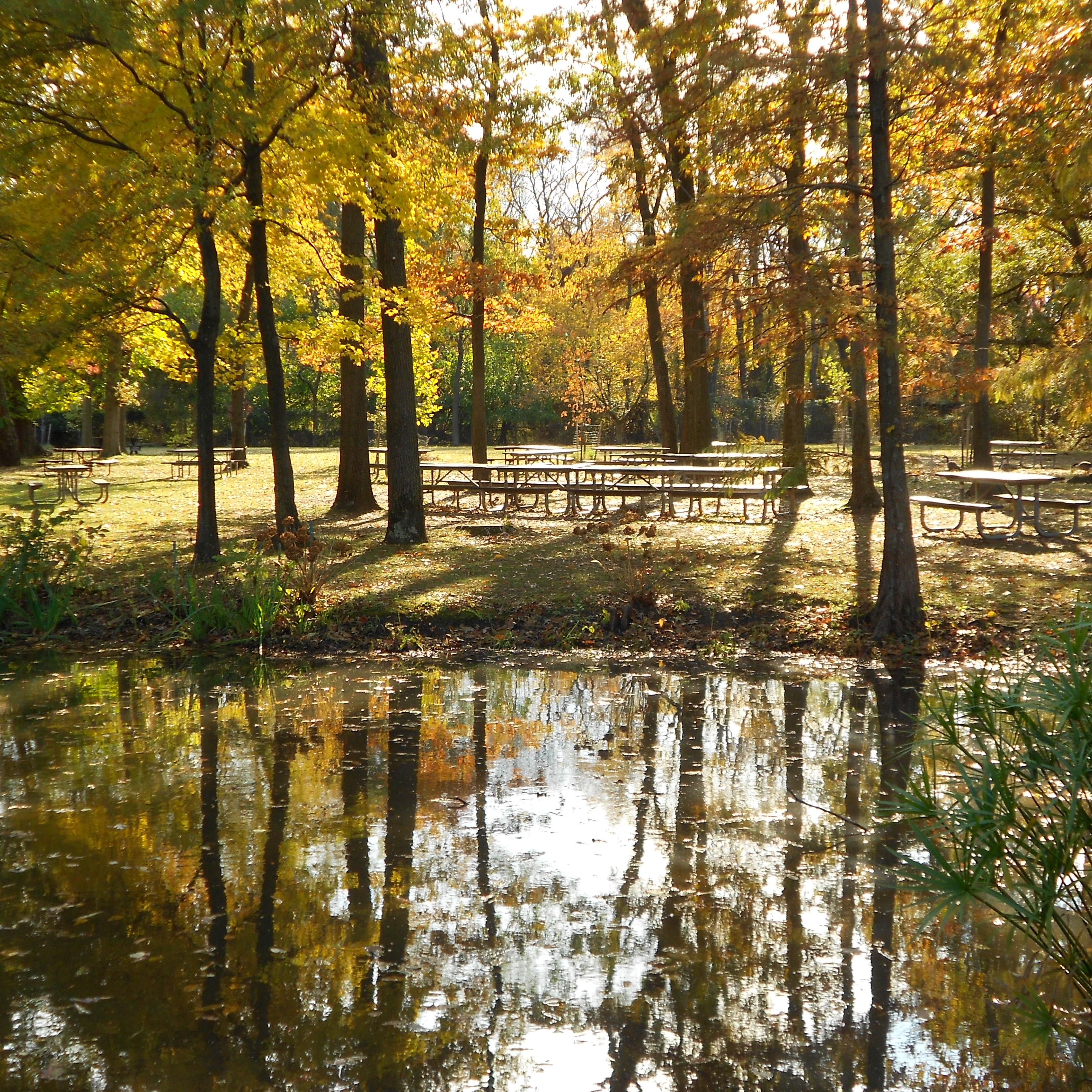 Picnic tables are available throughout the park