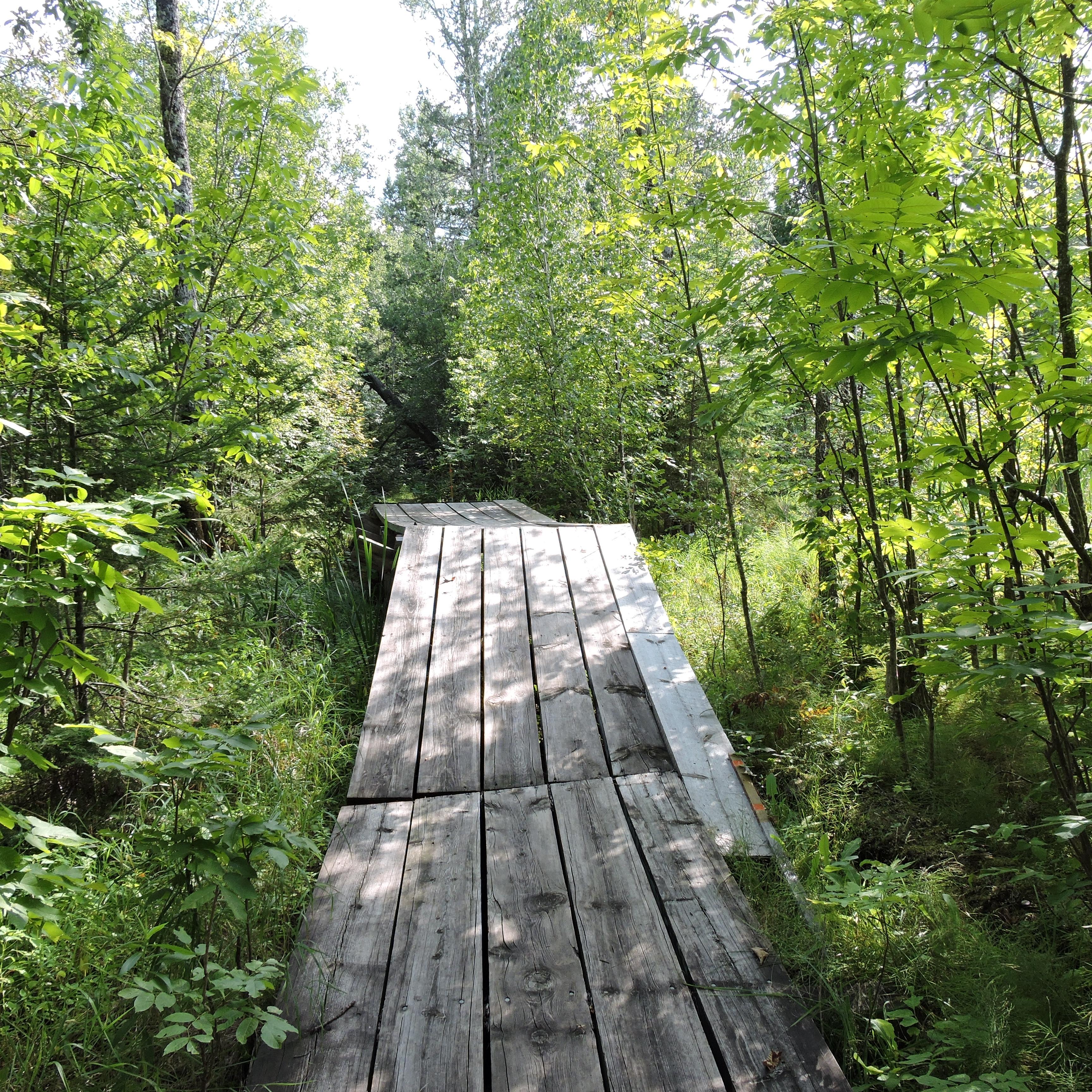 A wooden bridge over a marshy area in a deciduous forest