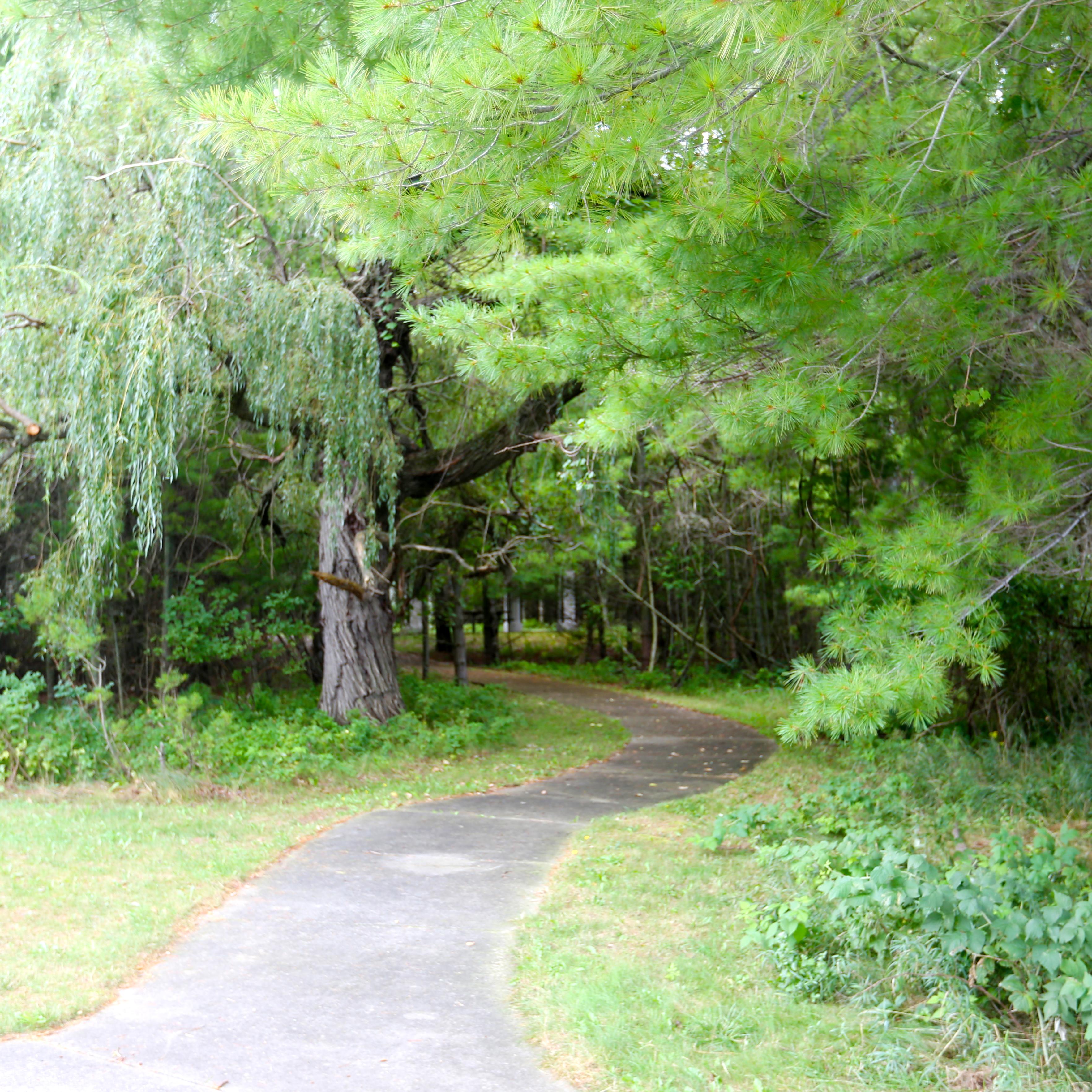 Paved path through lush green trees