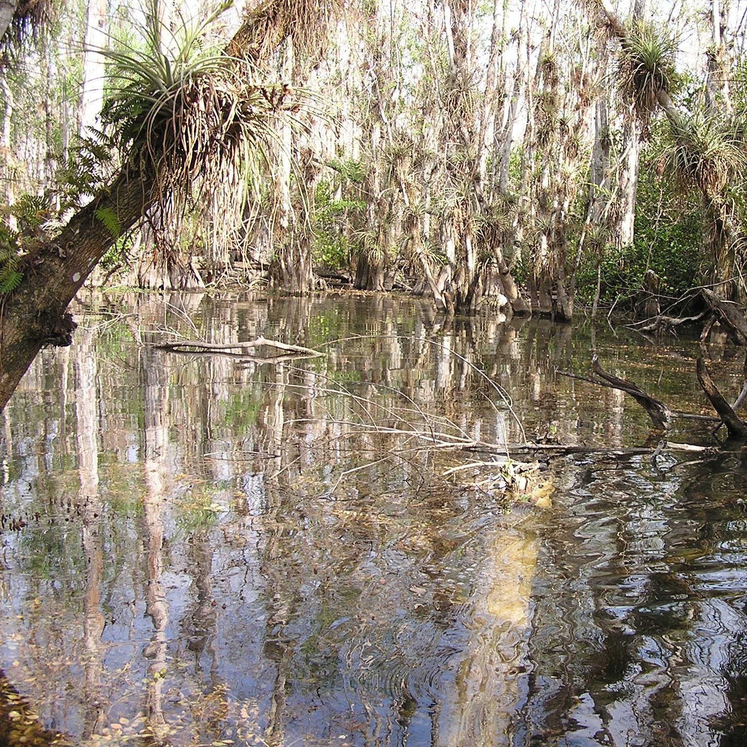 Cypress trees surrounding a pool of water. Air plants can be seen on cypress trees