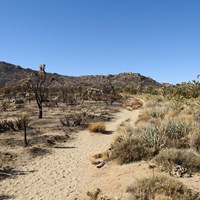 A sandy trail. On the left, charred Joshua trees & blackened ground. On the right, live green brush