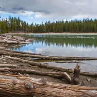 Logs litter the shore of a conifer forest-surrounded lake.