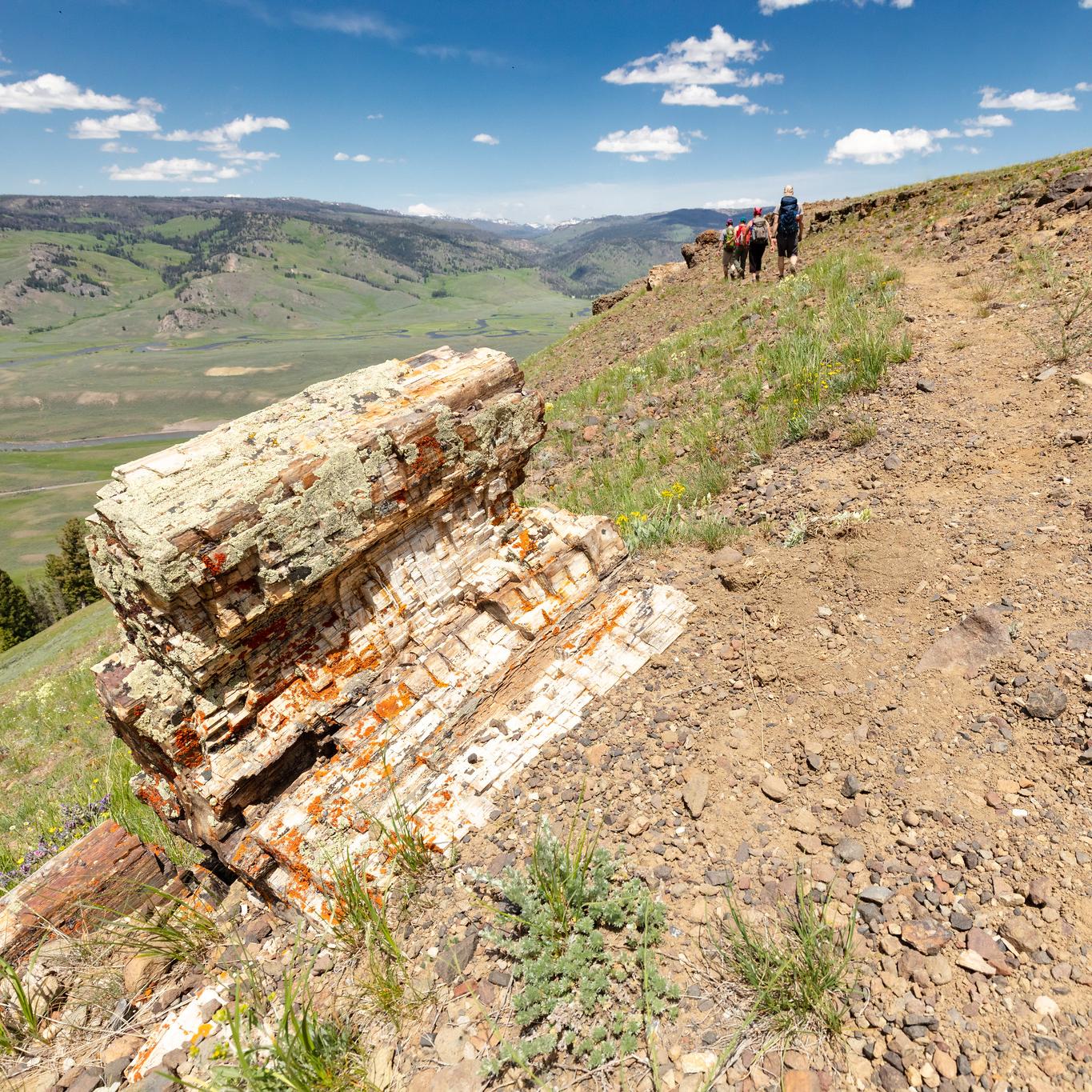 A trail travels past a piece of petrified wood on a ridgeline.