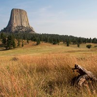 A view of a tall grass prairie with a tree log in the foreground and Devils Tower in the back.