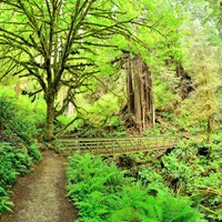 Best 1-hour walk in the Redwoods