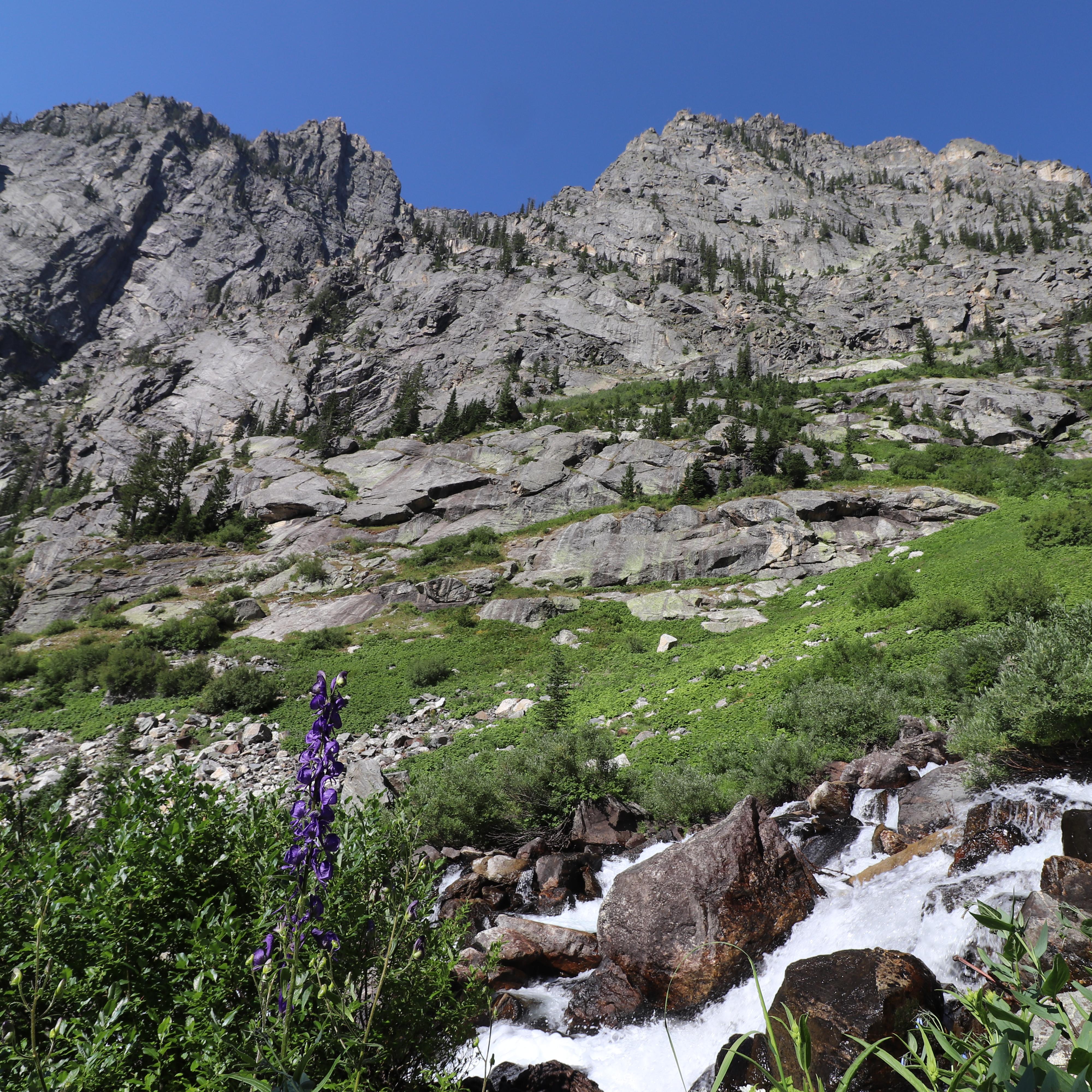 A stream rushes down a mountain canyon surrounded by vegetation and wildflowers.