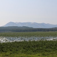 A lake covered in lily pads sits in front of a mountain.