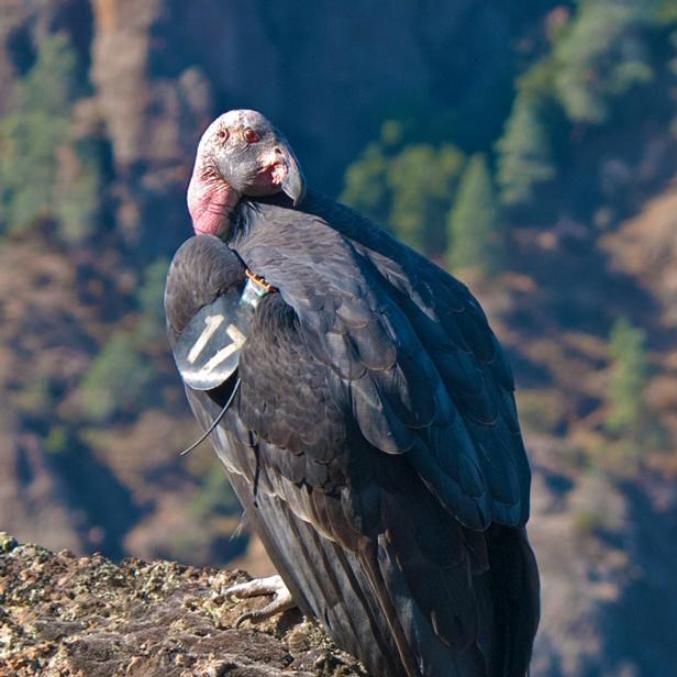A condor perches with wings folded among steep hillsides and rocky cliffs
