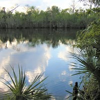 Lake surrounded by plants