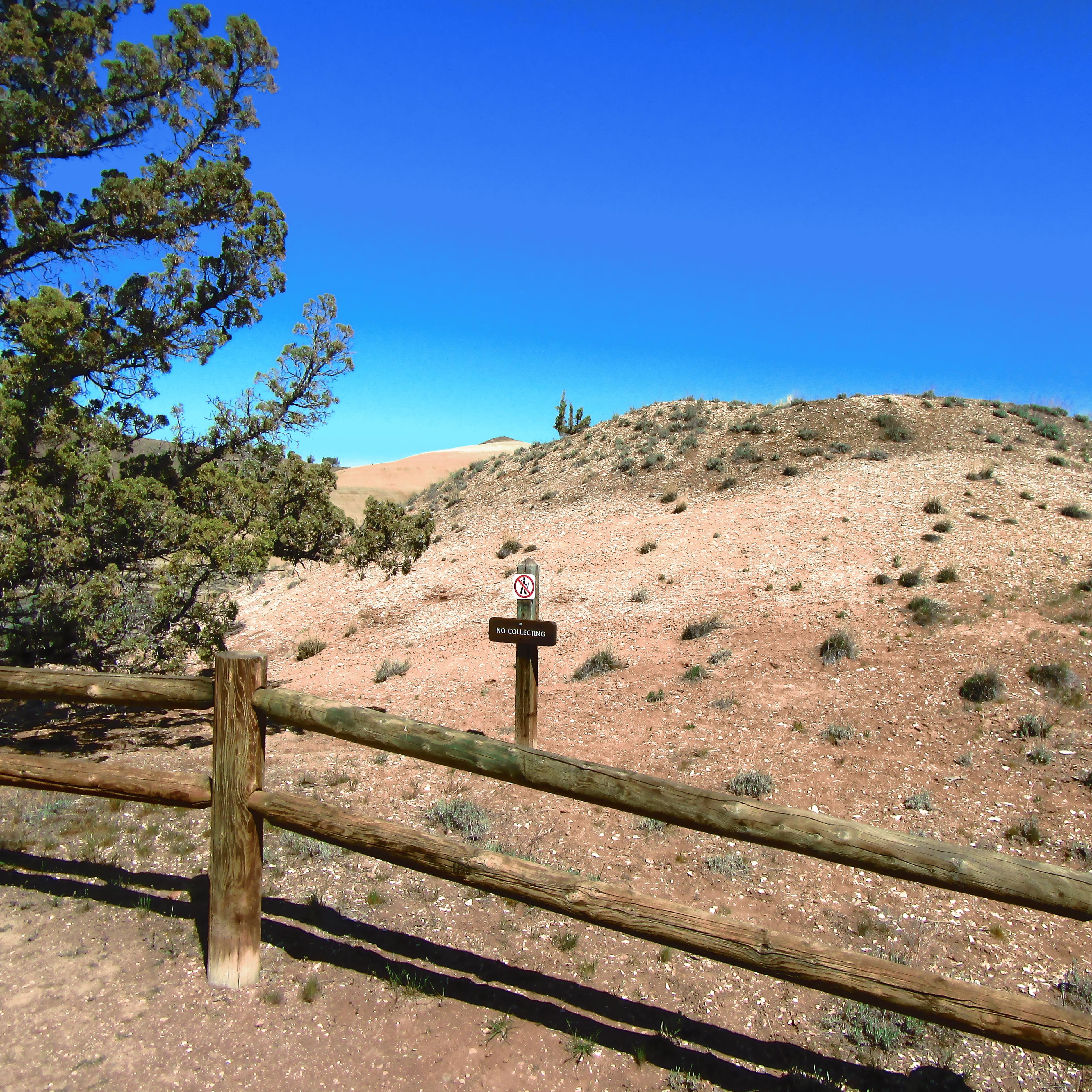 A brown hill covered with leaf fossils with a short wooden fence in front.