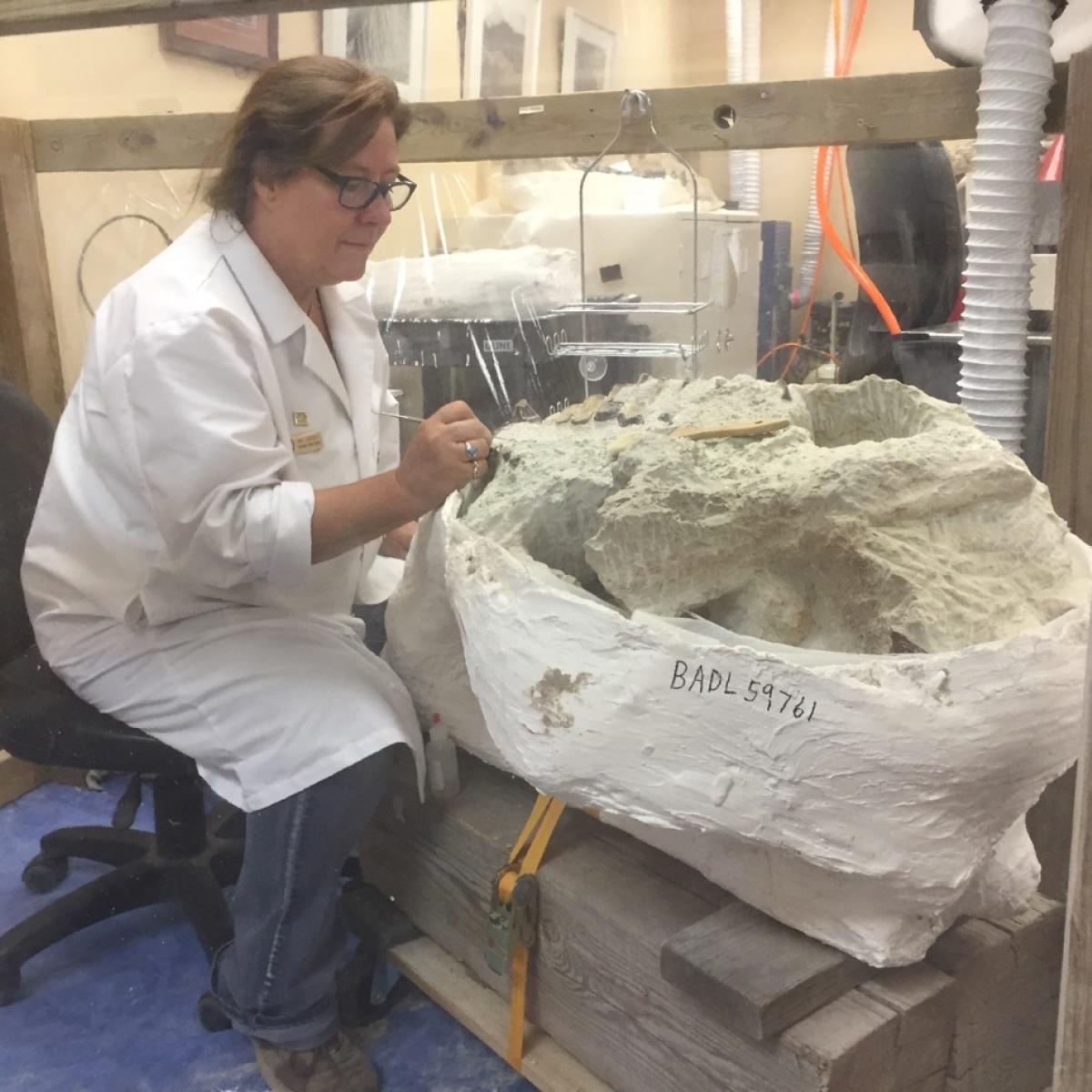 a woman in a white lab coat works on an enormous fossil skull.