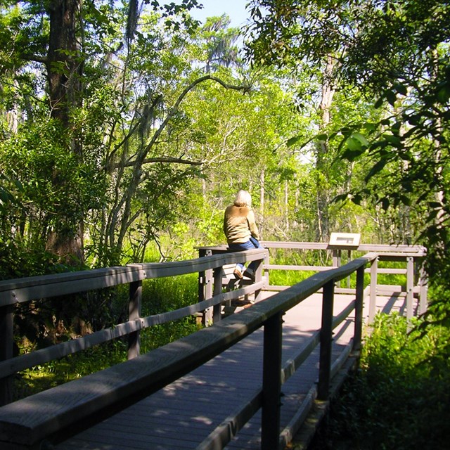 visitor relaxing on a swamp boardwalk