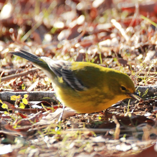 A small round, yellow and brown bird on the ground. 