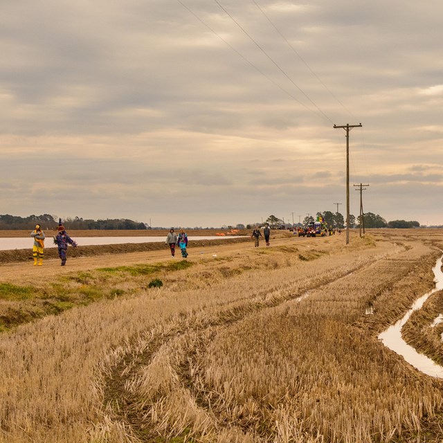 Cut farm field with costumed cajun mardi gras procession along road