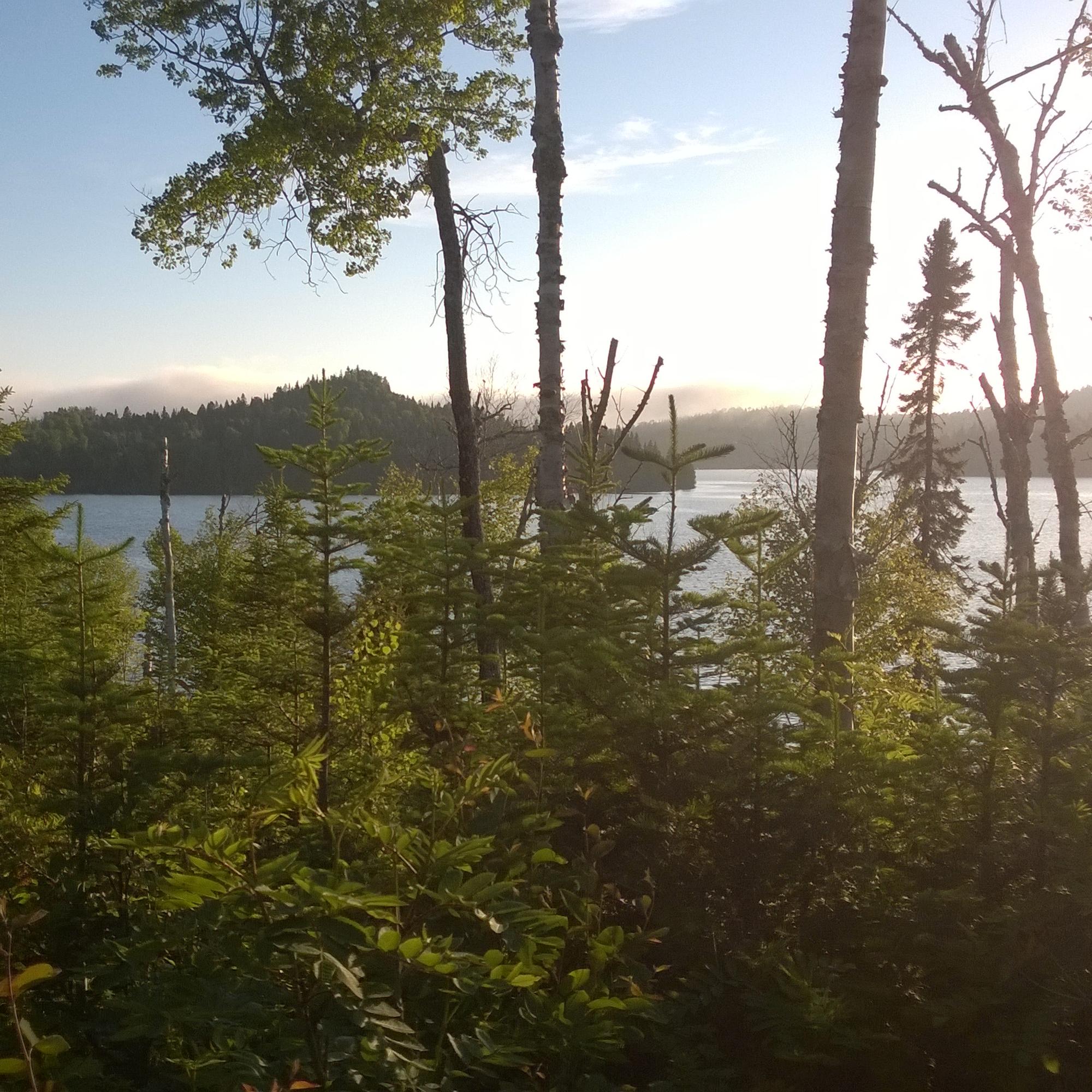 Through a stand of birch trees, Beaver Island can be seen in Washington Harbor, at Isle Royale.