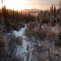 snowy forested landscape