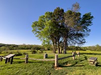 A grassy area with a stone marker and tree enclosed by a wood fence.